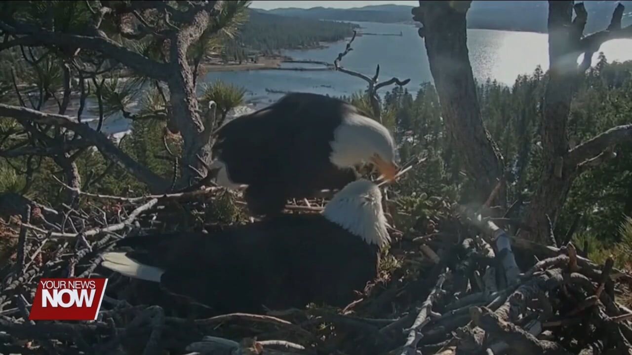 Help Wanted: Report Bald Eagle nests to monitor Ohio’s population